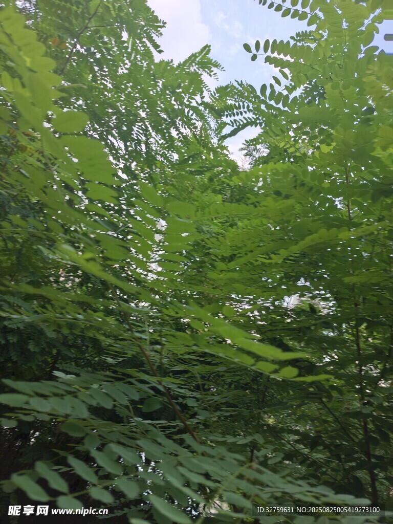 茂密绿意盎然的树林景观
