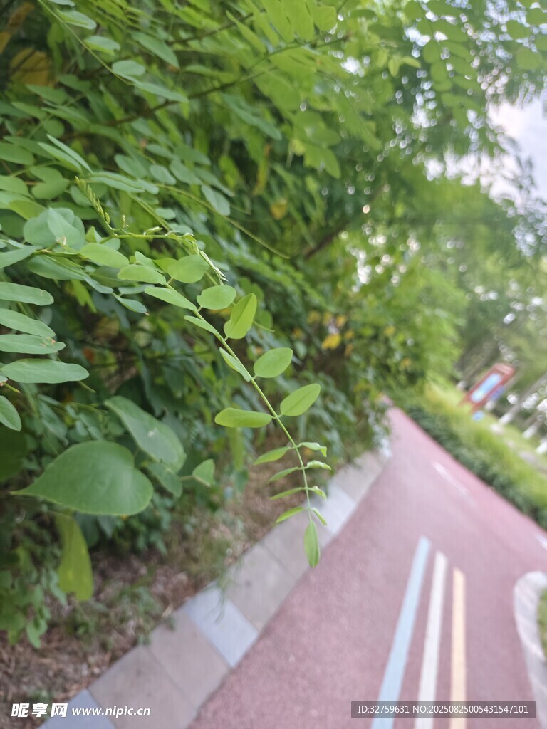 绿树环绕的红色步道