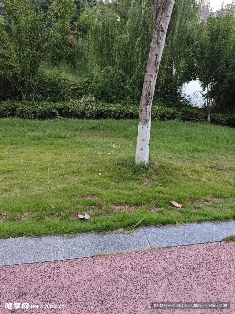 公园草地旁的宁静景致