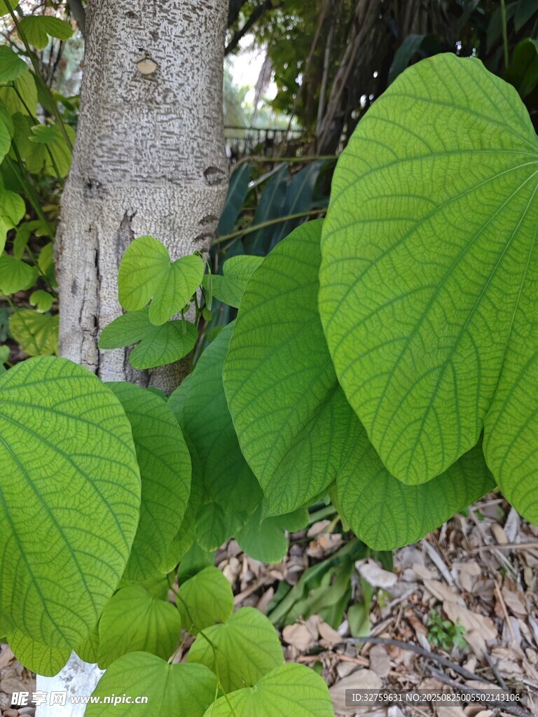 绿叶繁茂的树干旁植物
