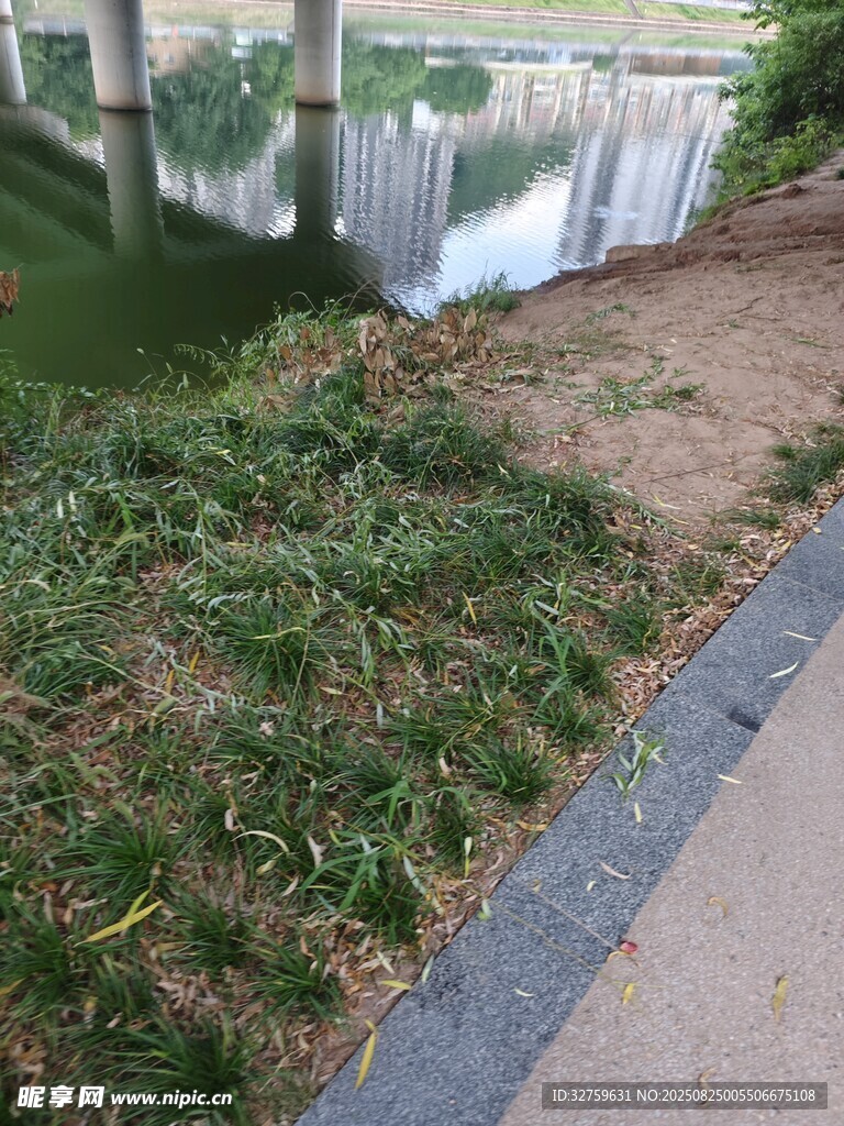 路边草地景观