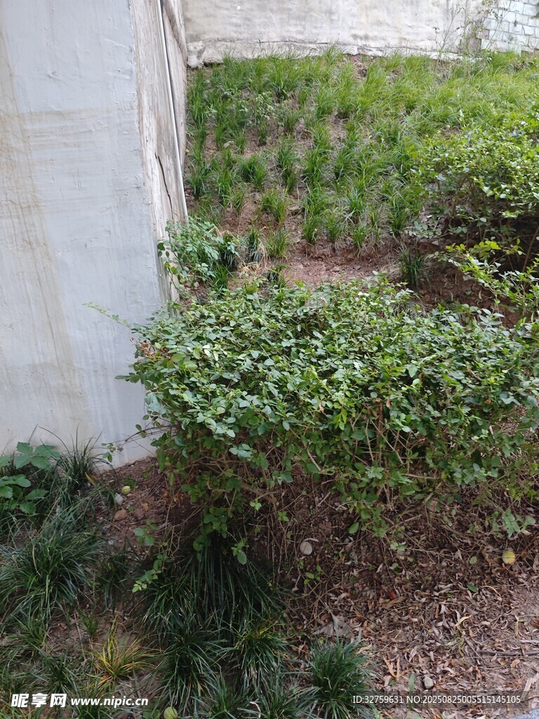 墙边绿植景观
