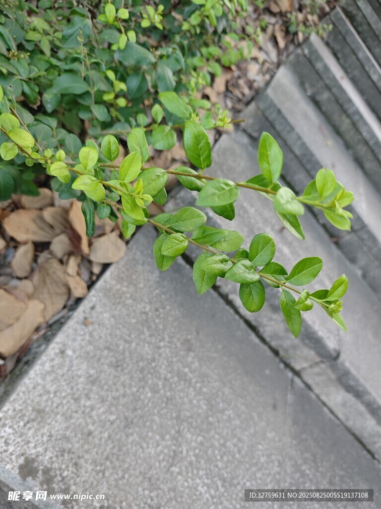 石板旁生长的翠绿植物