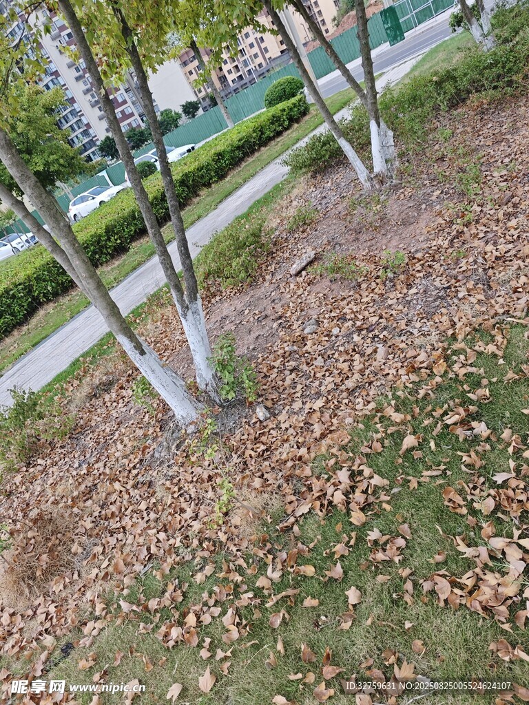 秋日树下落叶景致