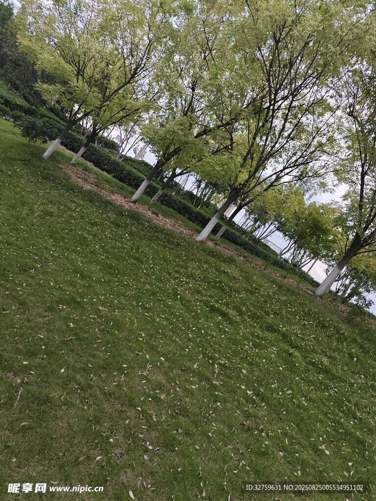 春日草地与树木景致