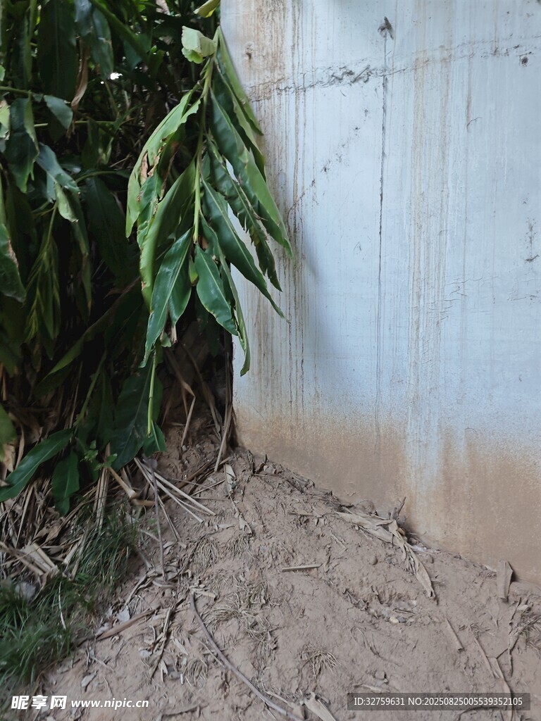 墙边绿植与泥土场景