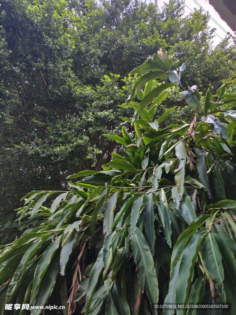 繁茂绿植景观