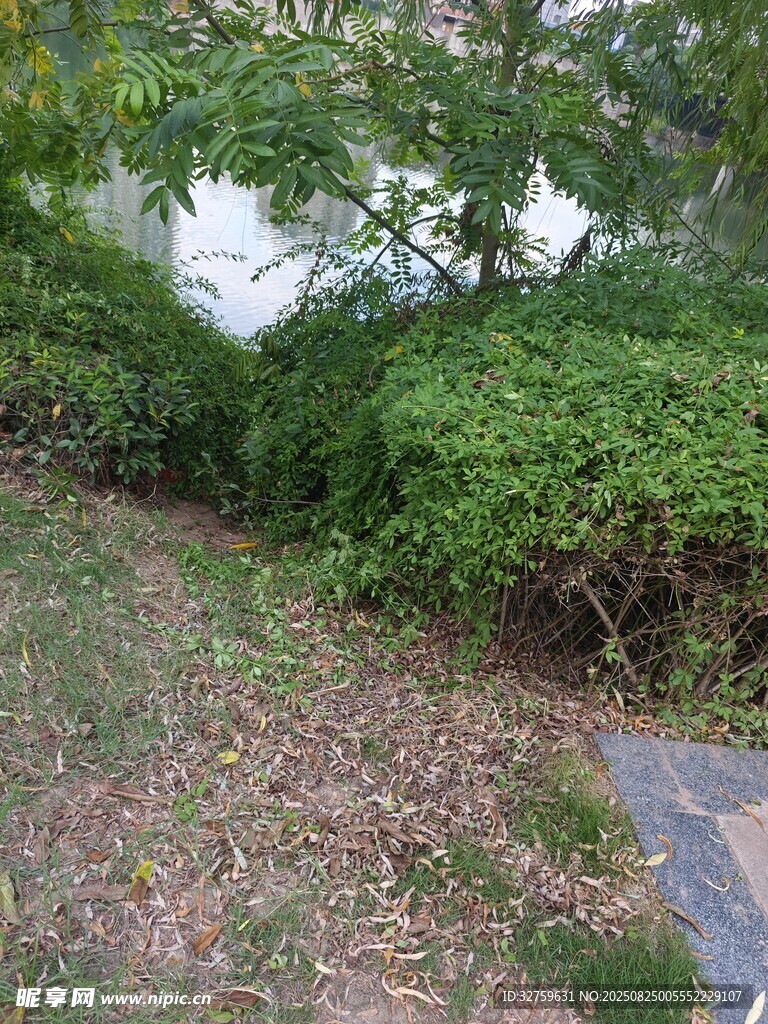 庭院绿植与地面景象