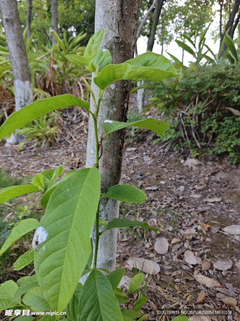 林间植物特写