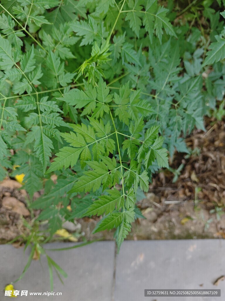 墙边翠绿植物与小黄花