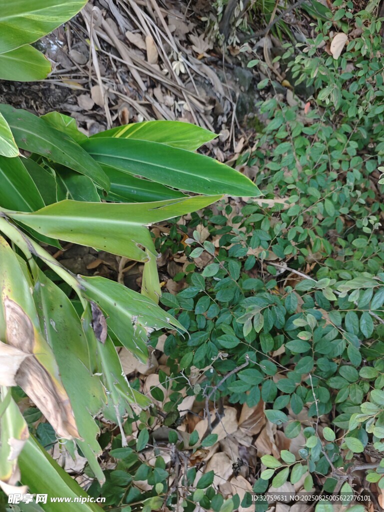 绿叶繁茂的自然植物景观