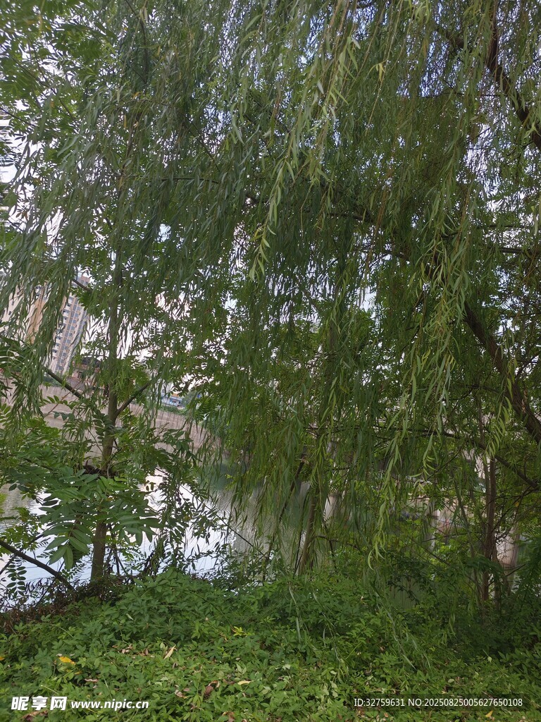 茂密树林中的绿意景致
