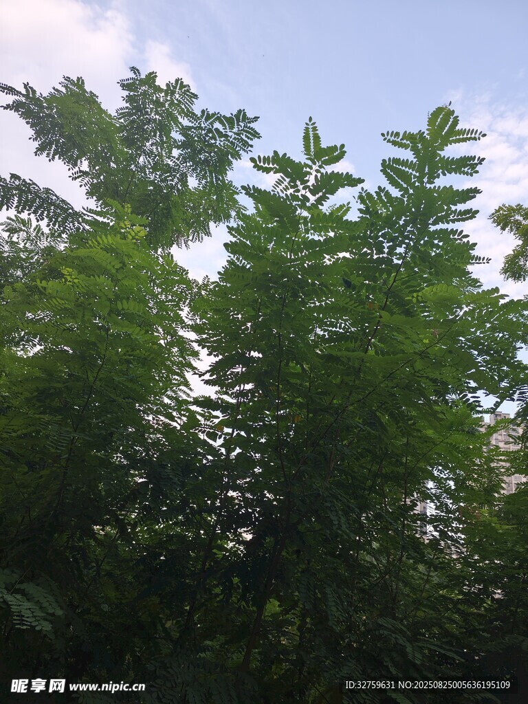 夏日葱郁绿树风景