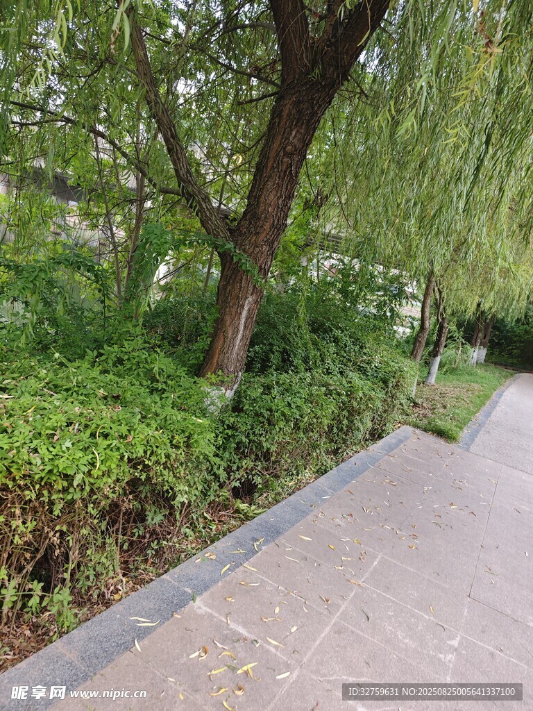 林荫小道旁的绿植景观