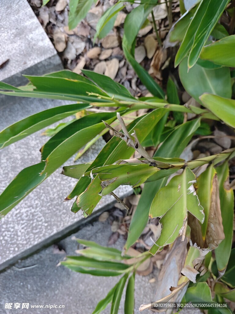 嫩绿枝叶特写