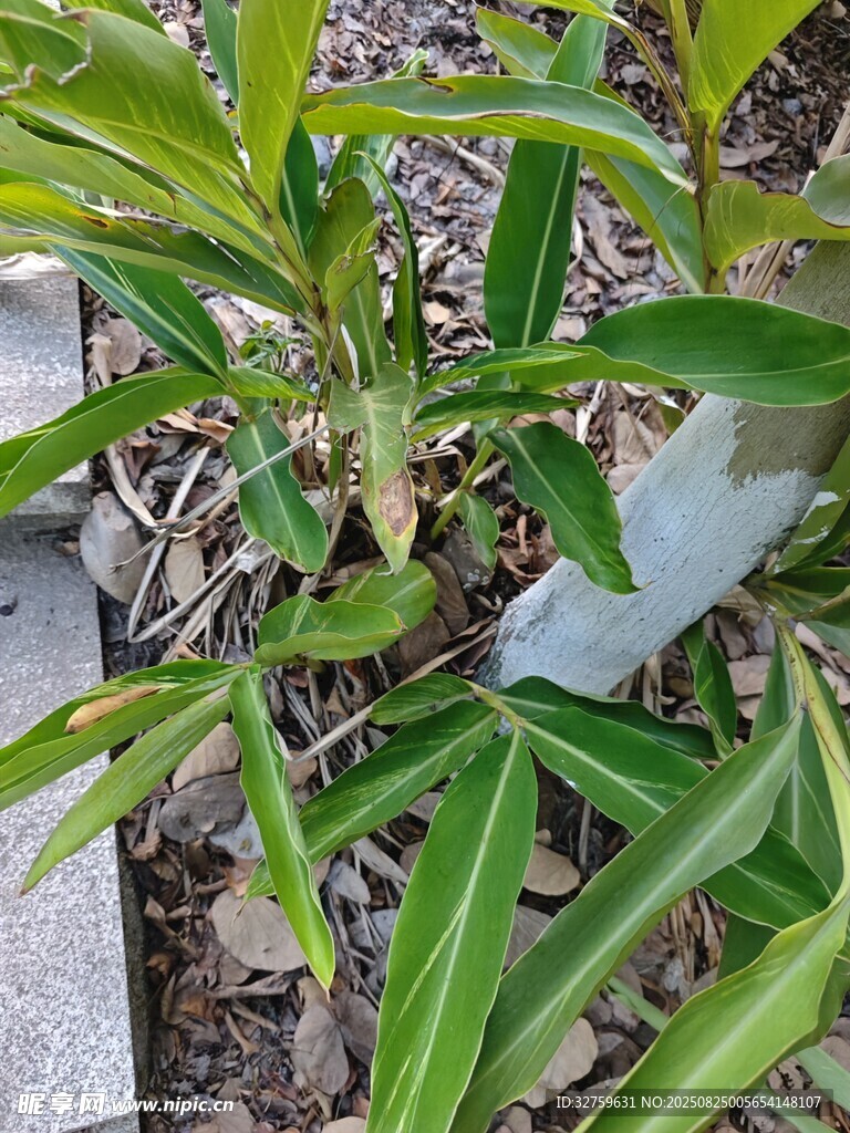 翠绿叶片的植物特写