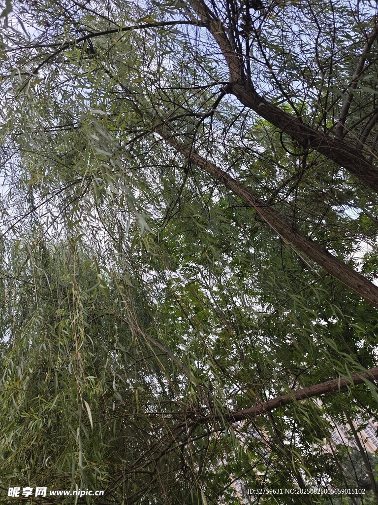 繁茂柳枝 