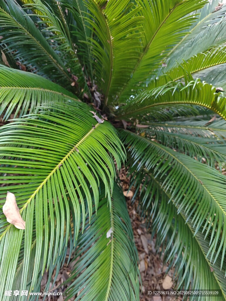 翠绿铁树叶片特写
