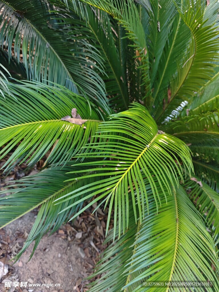 翠绿棕榈叶特写
