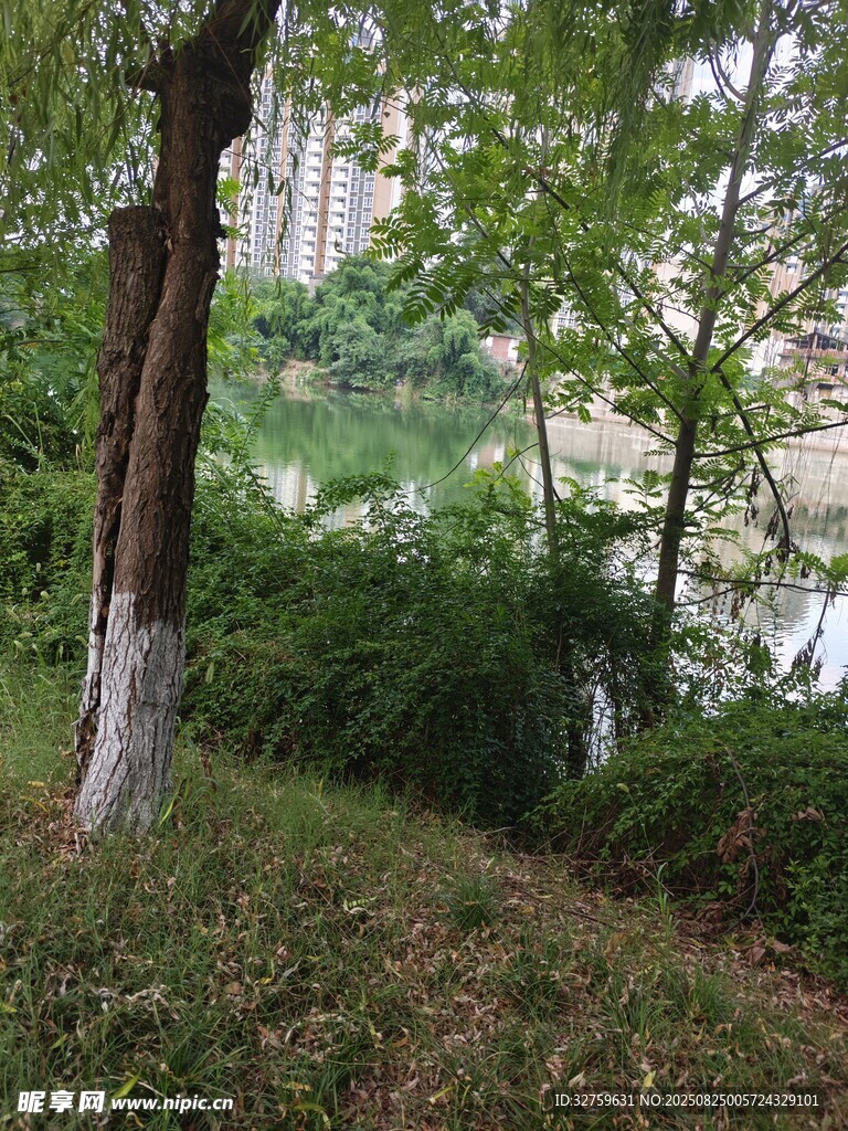 河畔绿树成荫的自然景致