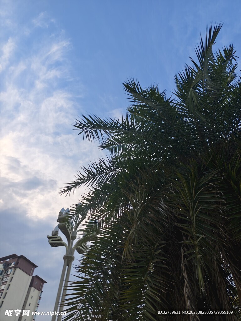 蓝天椰树旁的城市景致
