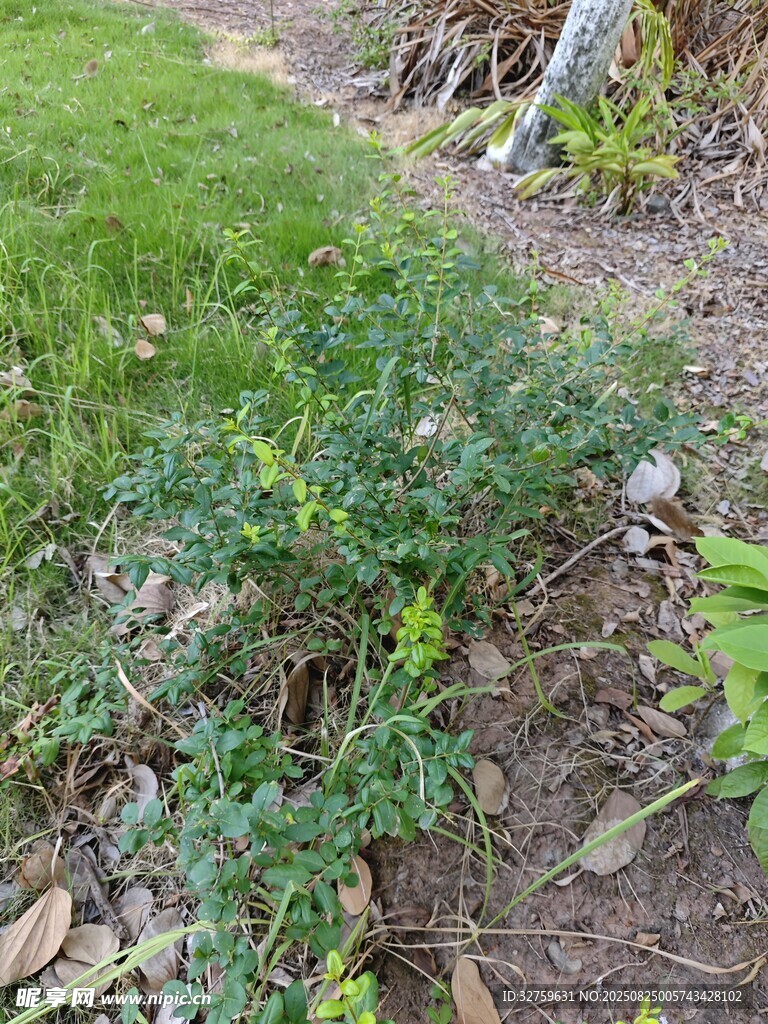草地边的绿色植物
