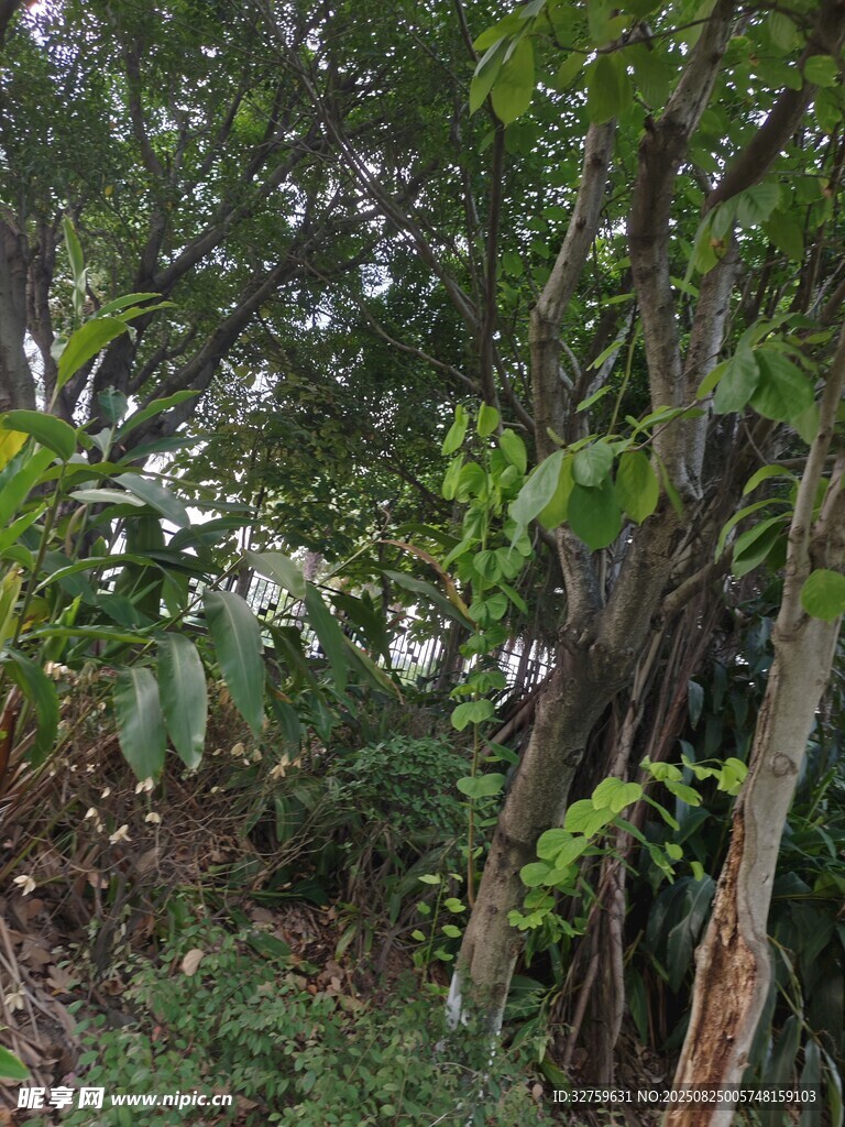 茂密丛林中的繁茂植物