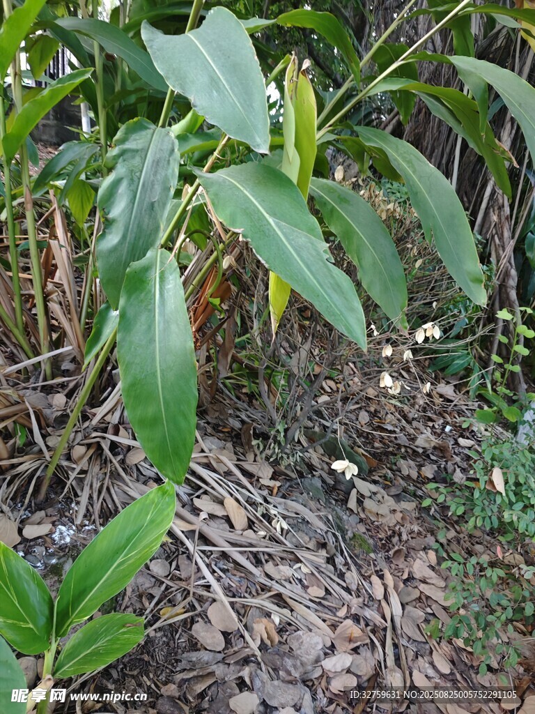 绿叶植物生长于自然环境