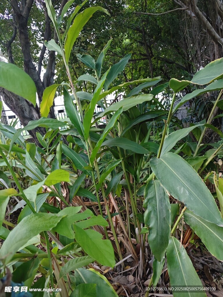 繁茂绿植特写
