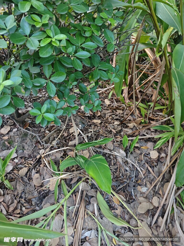 地面绿植与杂草景象