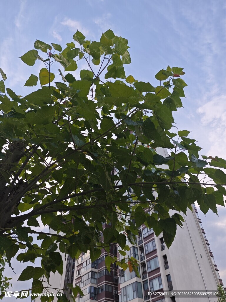 绿叶繁茂的树与背后建筑