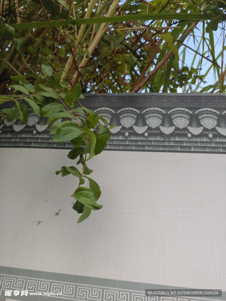 墙边绿植垂挂景致