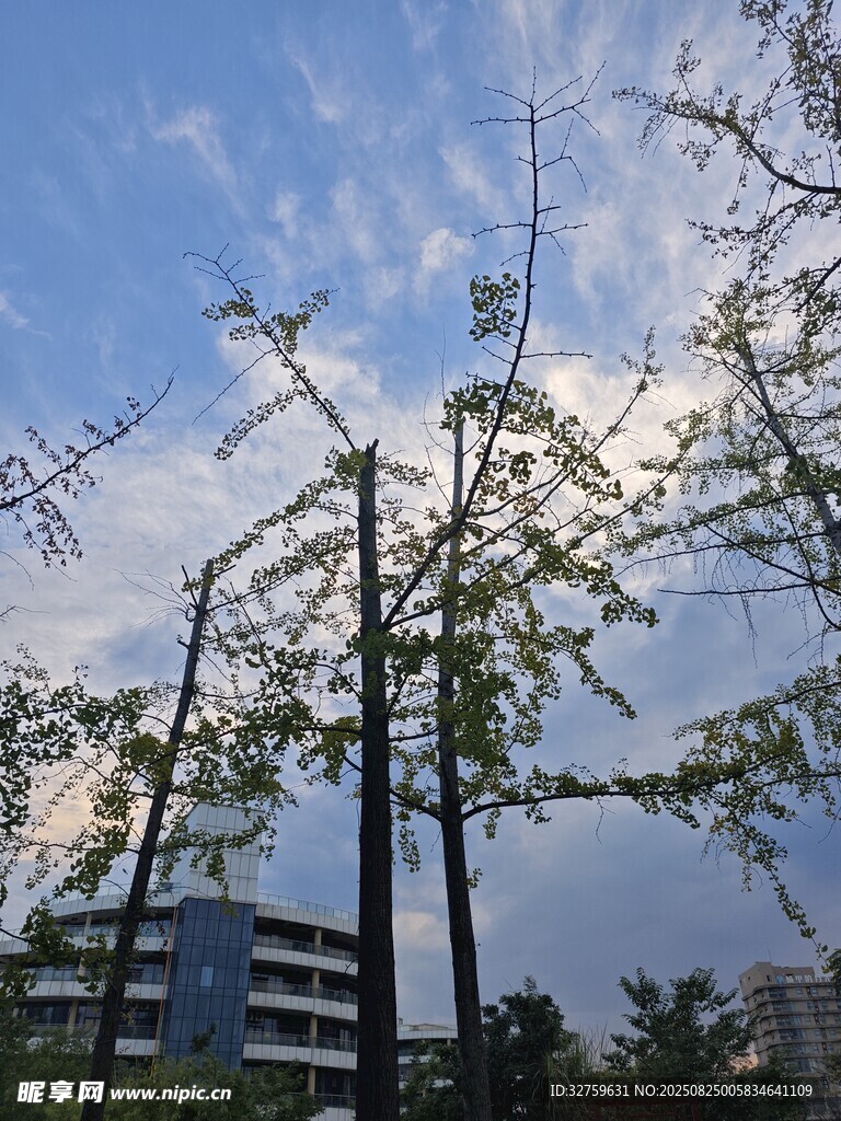 蓝天映衬下的树木景观