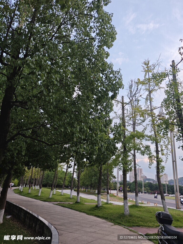 公园林荫小道风景