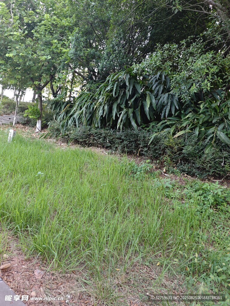 绿意盎然的草地与绿植