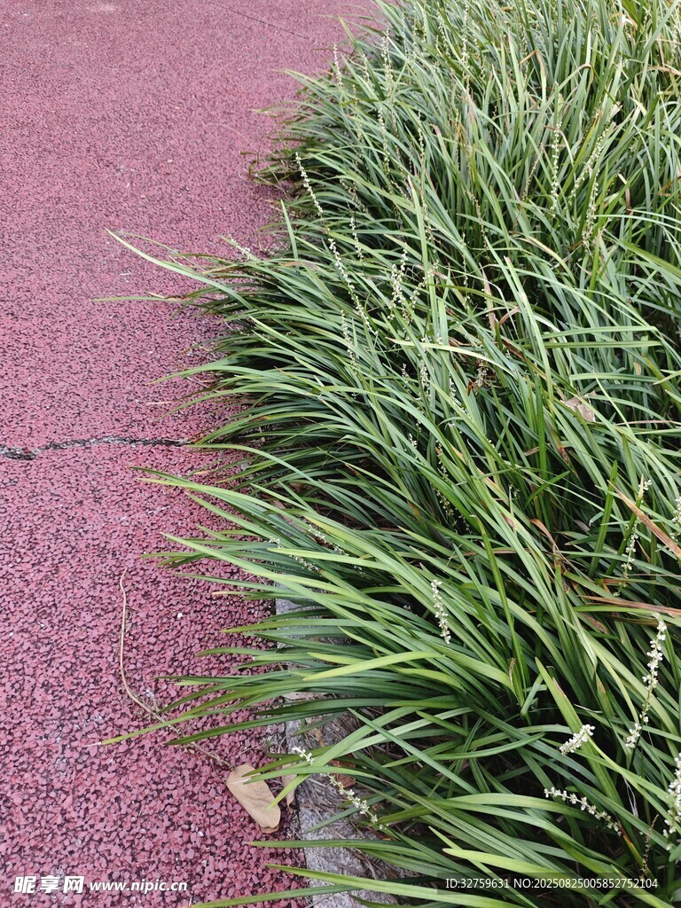 粉色步道旁的翠绿草丛