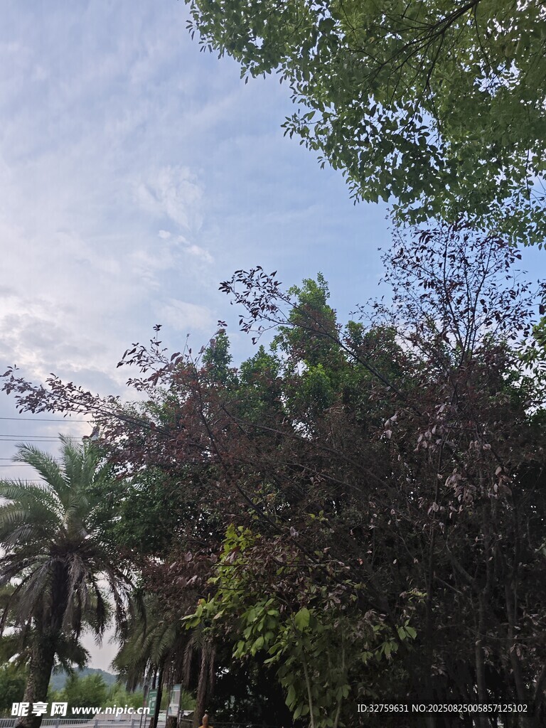 户外绿树蓝天景致