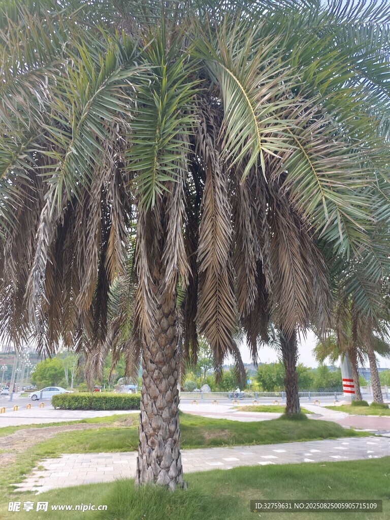 户外葱郁棕榈树景观