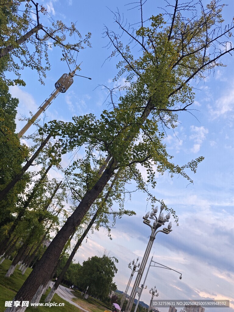 蓝天绿树间的清新景致