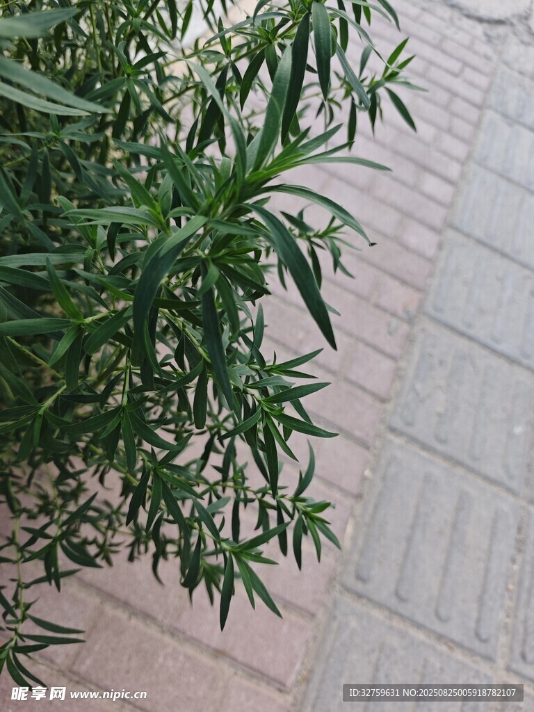 墙边绿植特写