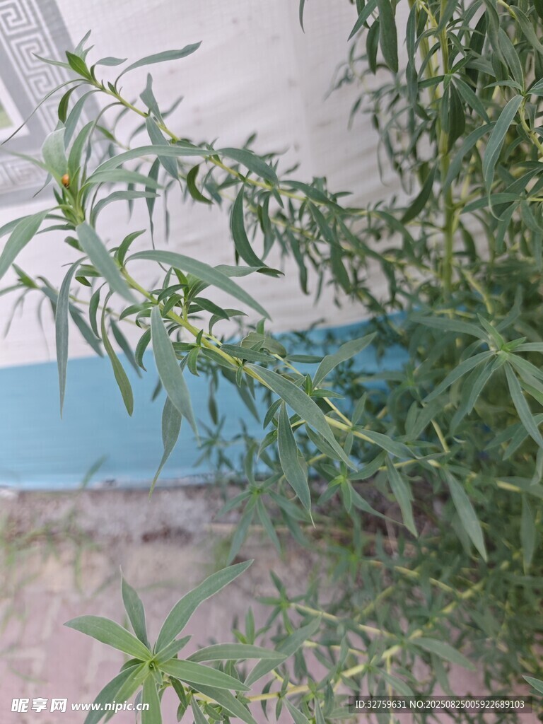 墙边生长的绿色植物