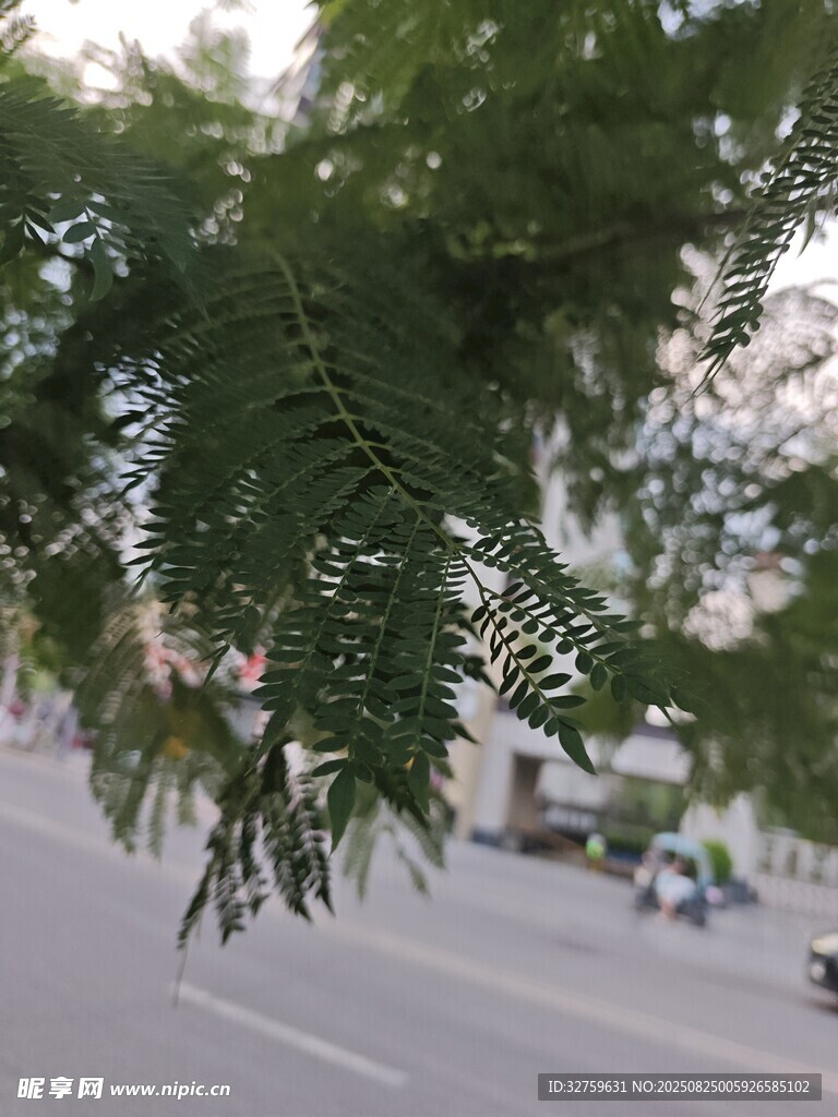 路边枝叶繁茂的绿色树木