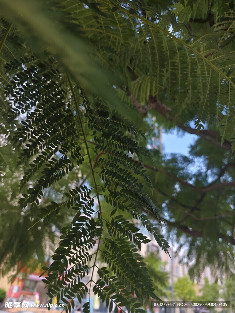 仰视下的翠绿棕榈树叶