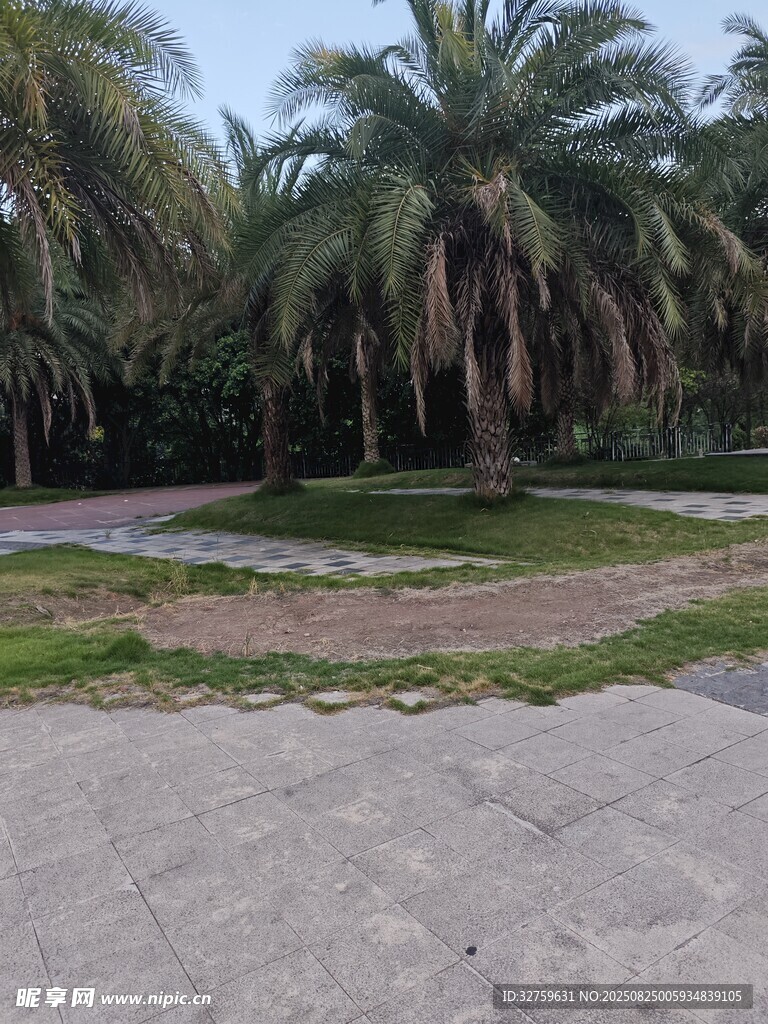棕榈树林中的开阔水泥地
