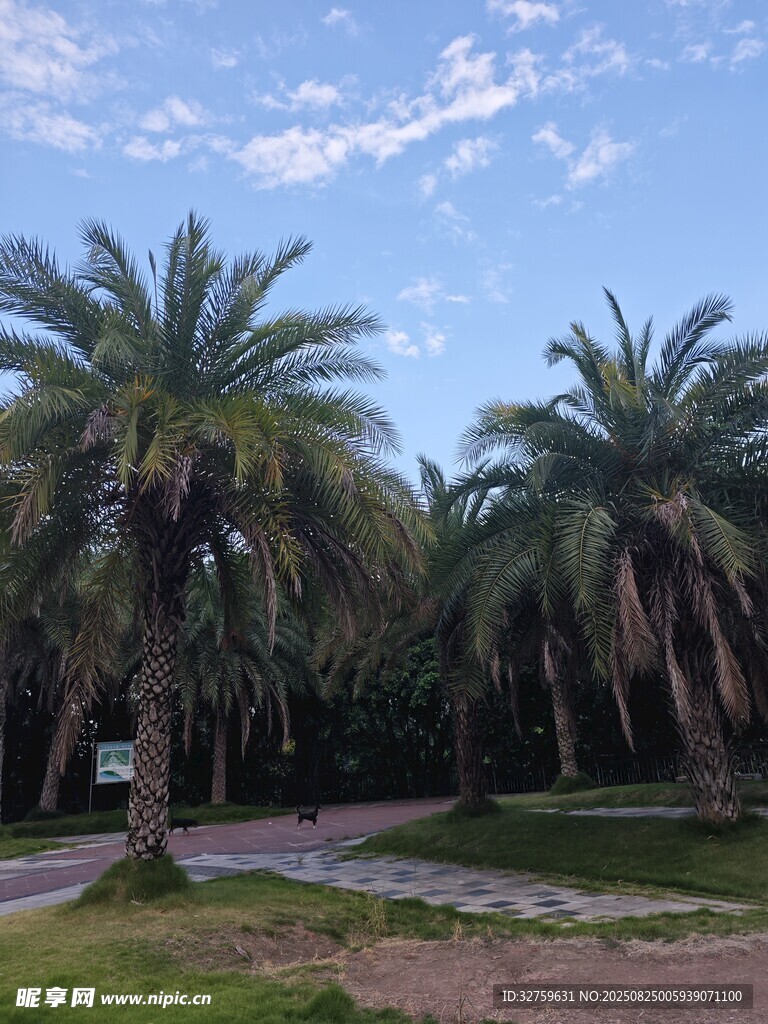 热带风光中的棕榈树林