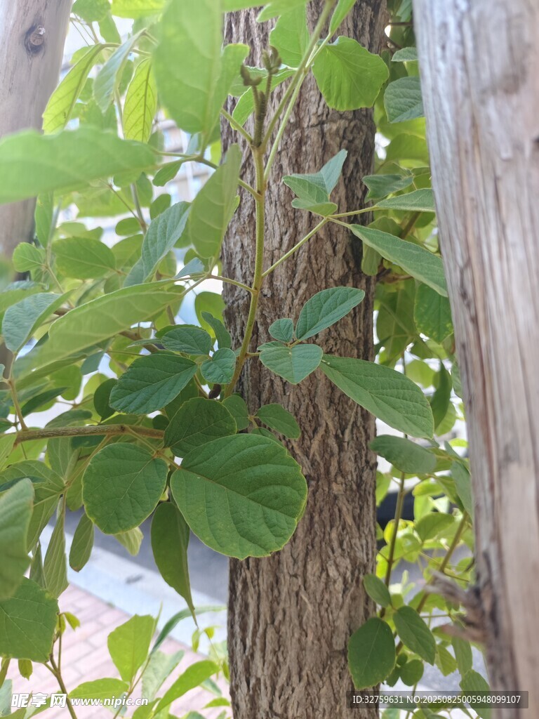 藤蔓缠绕树干的自然景象