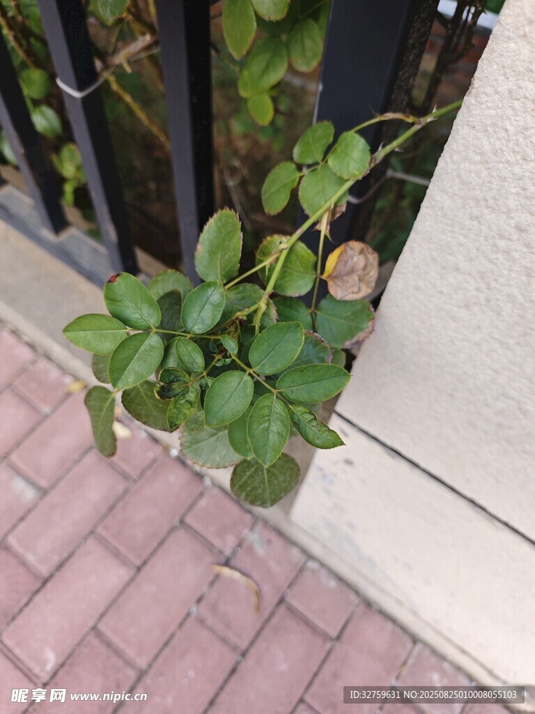 墙边绿植生机盎然