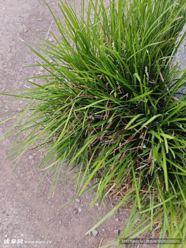 翠绿丛生的小草
