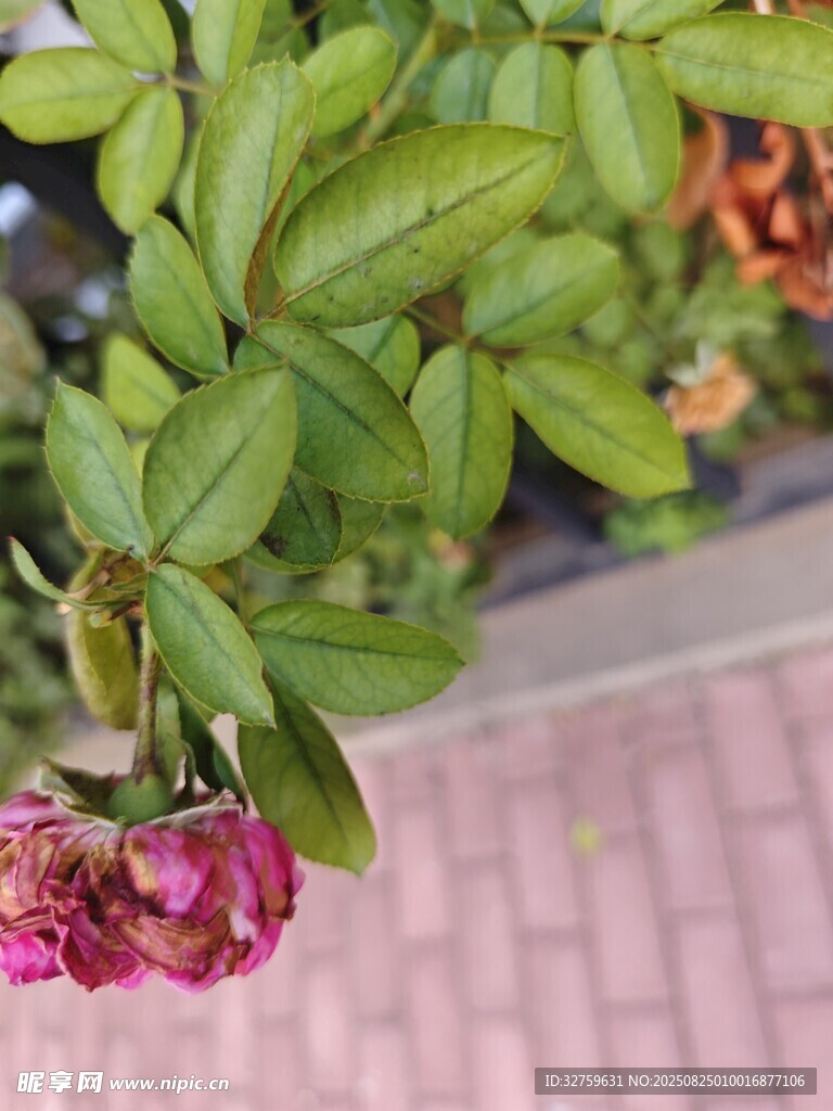 枯萎的粉色花朵与绿叶