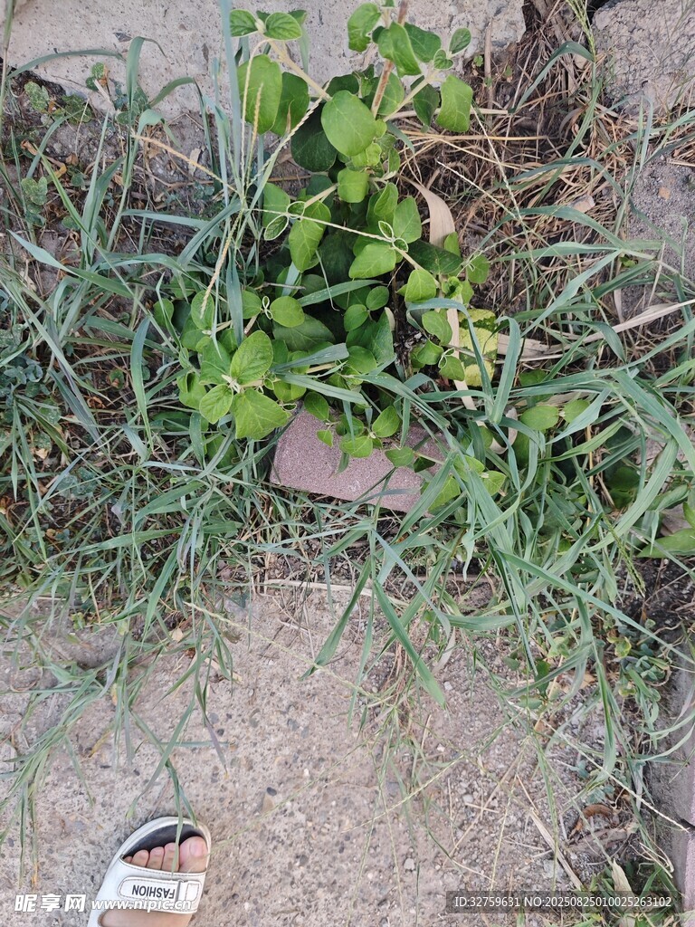 地面上的绿色植物